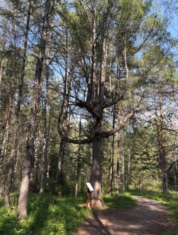 парк оленьи ручьи тропы